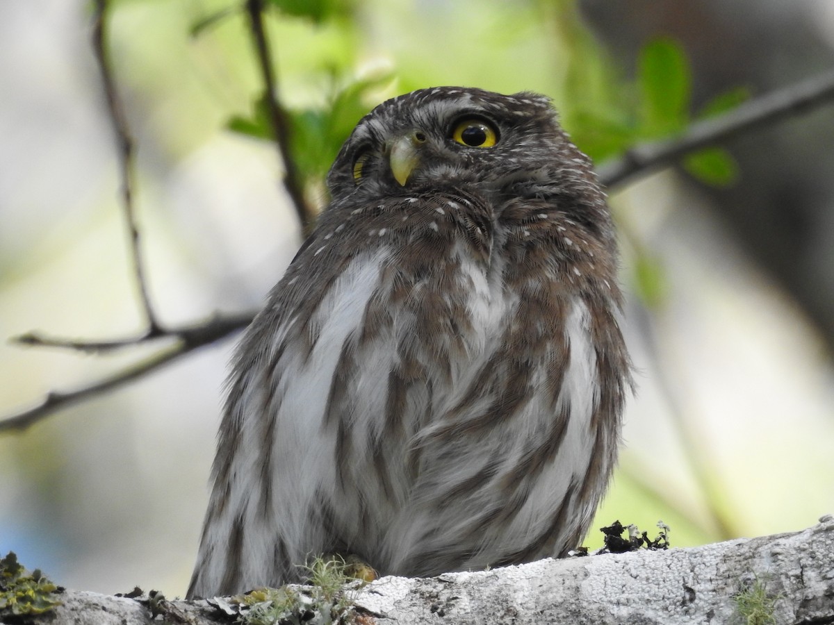 Ferruginous Pygmy-Owl - ML497318301