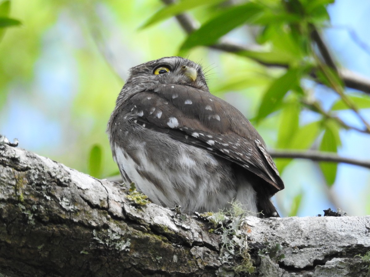 Ferruginous Pygmy-Owl - ML497318501