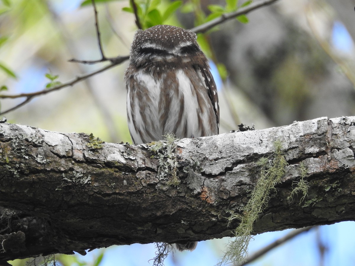 Ferruginous Pygmy-Owl - ML497318721