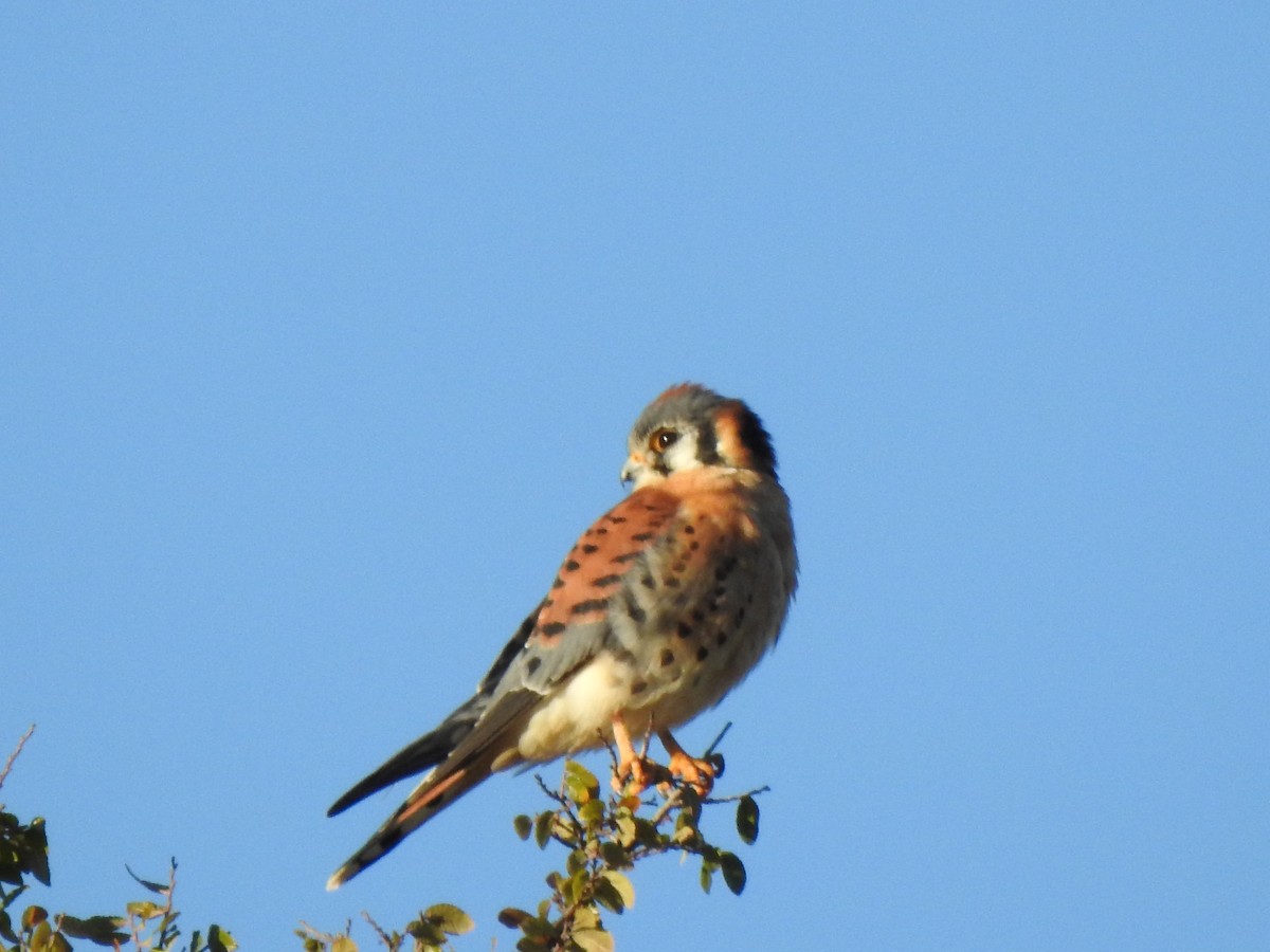 American Kestrel - ML497319511