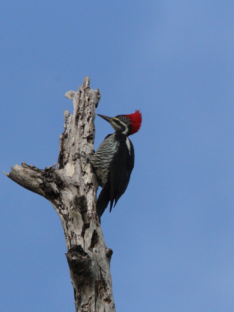 Lineated Woodpecker - ML49732351