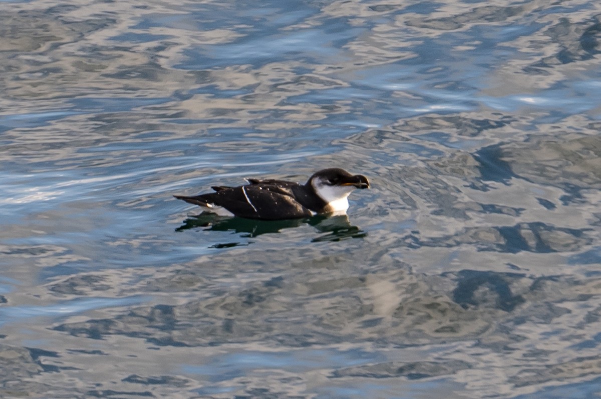 Razorbill - ML497324231