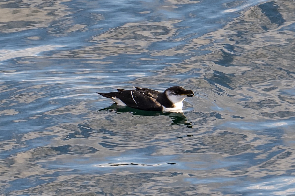 Razorbill - ML497324241