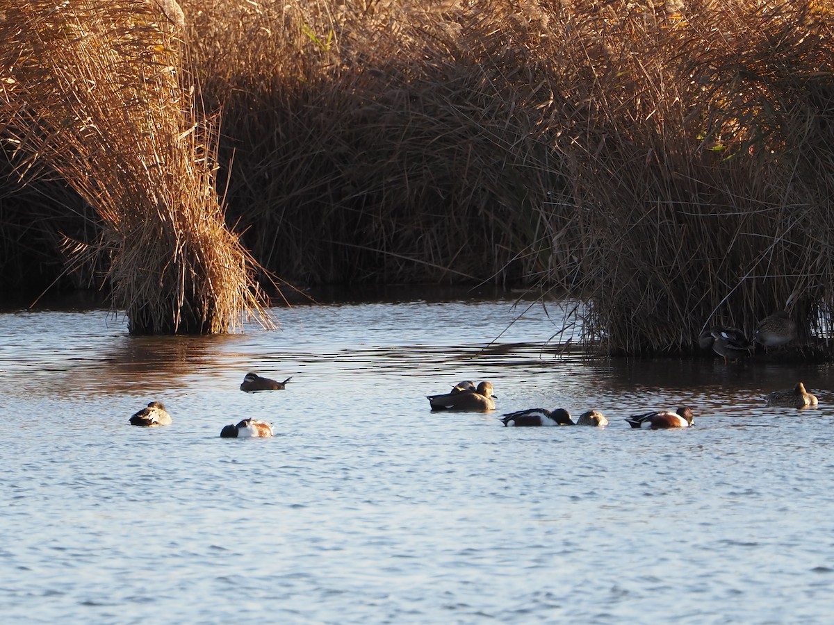 White-headed Duck - ML497324861