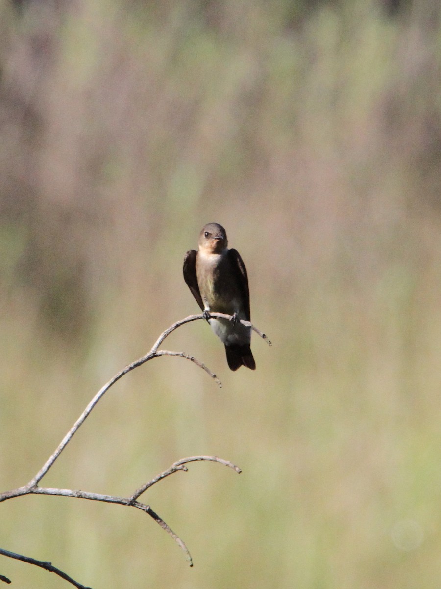 Southern Rough-winged Swallow - ML49732611