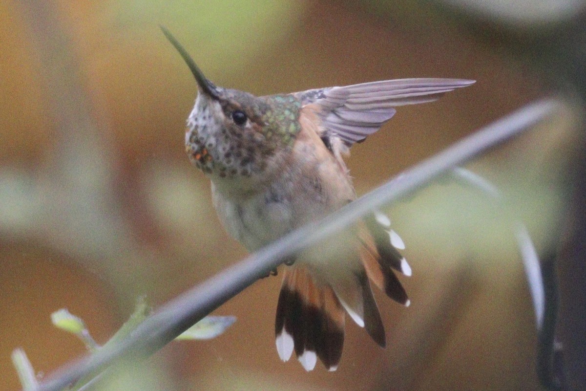 Rufous Hummingbird - ML497328941