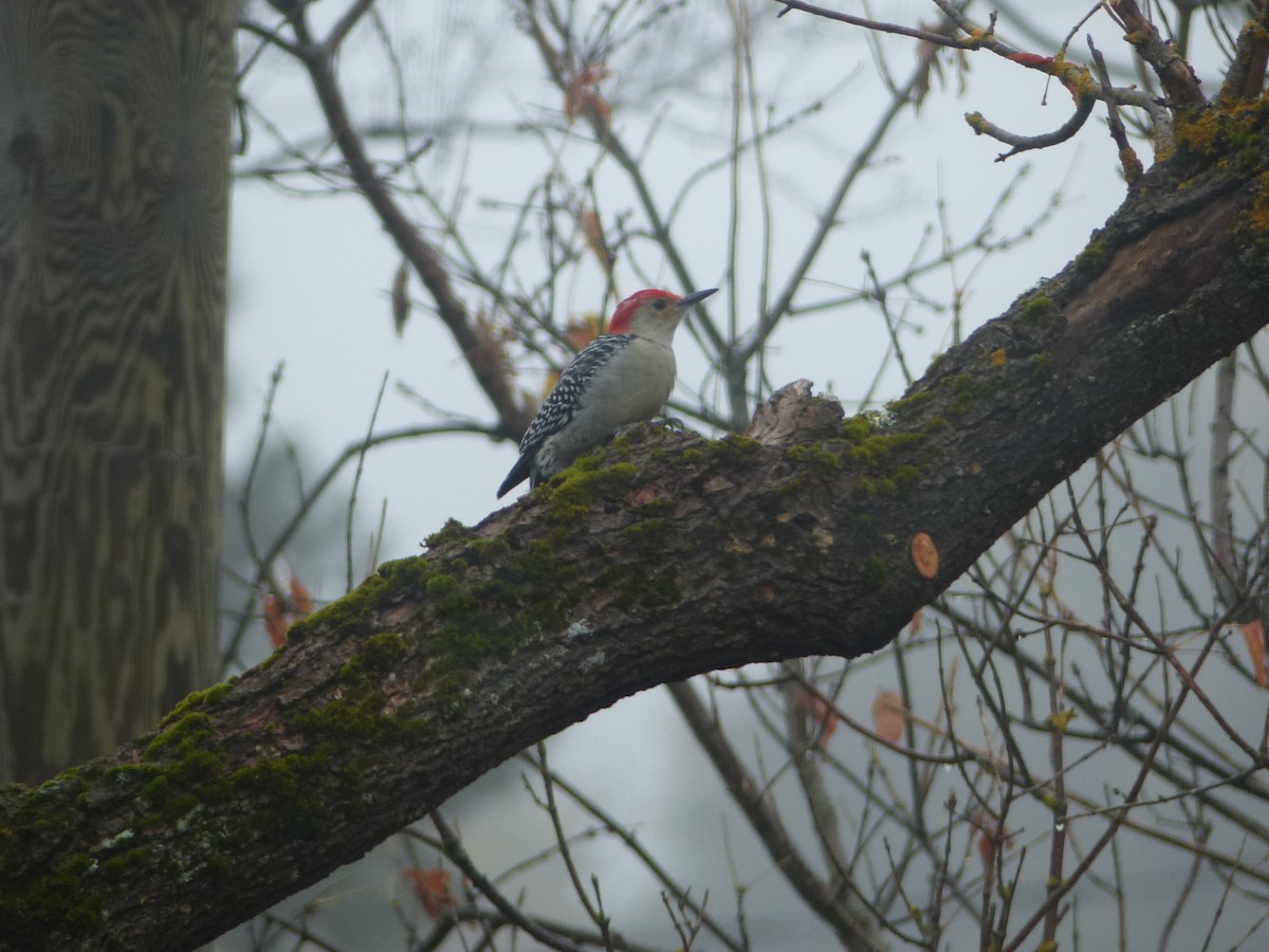 Red-bellied Woodpecker - Kristina Hick