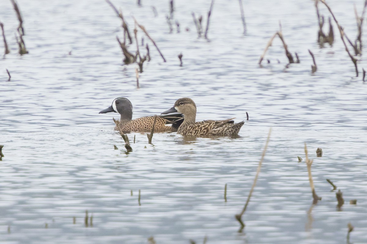 Blue-winged Teal - ML49733251