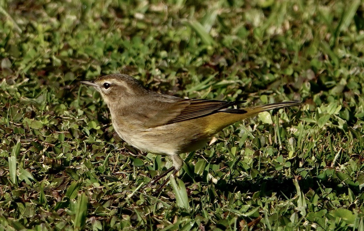 Palm Warbler - ML497332641