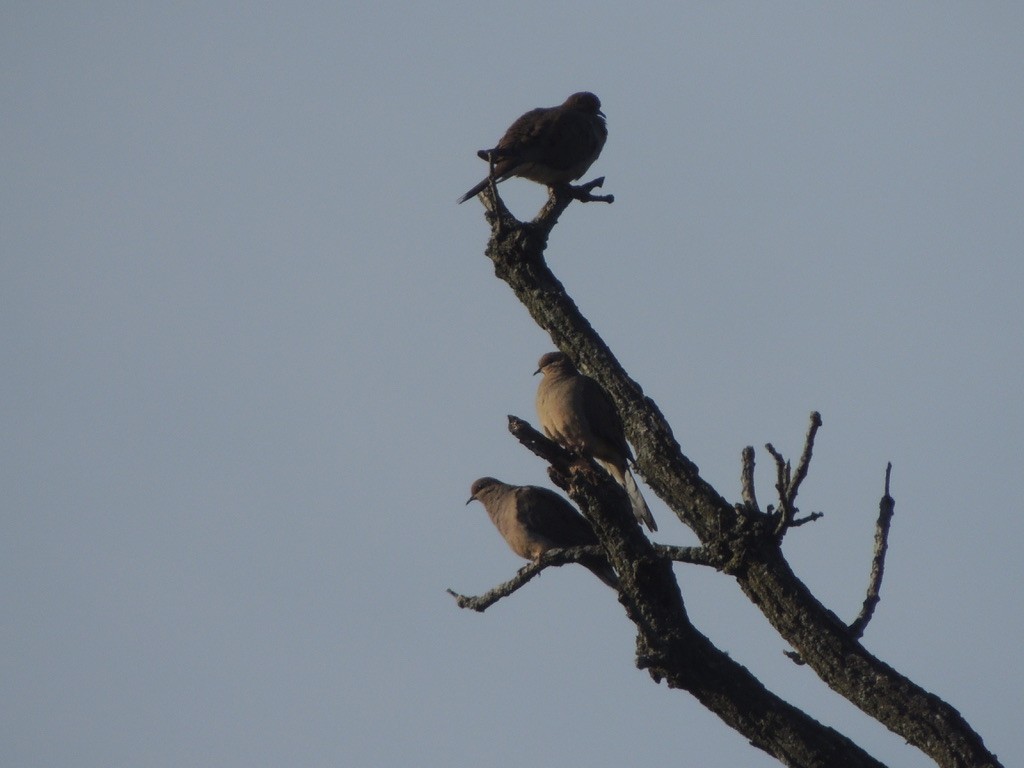 Mourning Dove - ML497334871