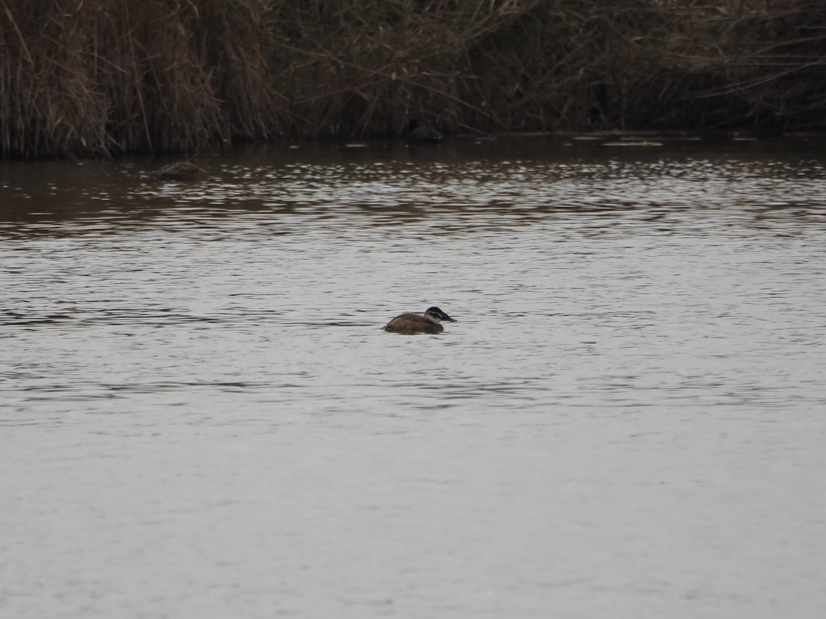 White-headed Duck - ML497335631