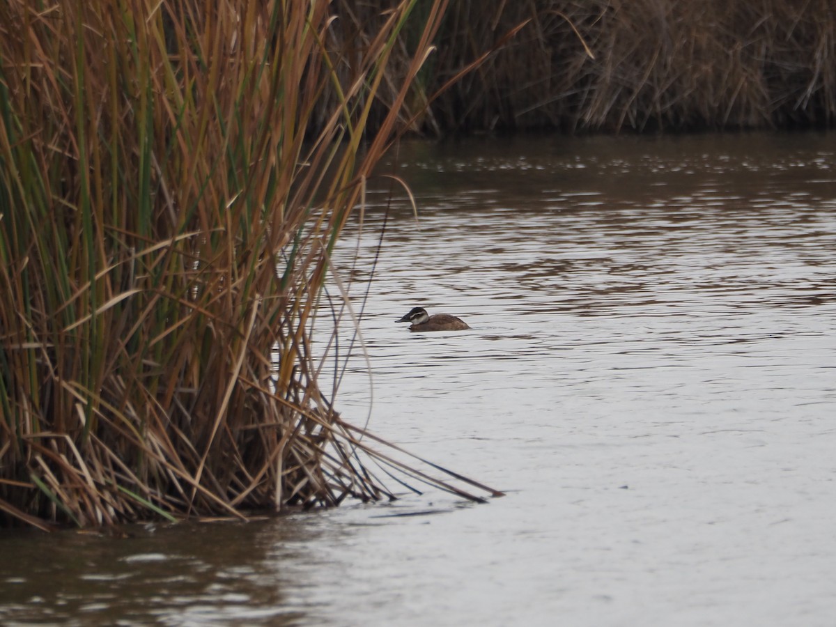 White-headed Duck - ML497335641