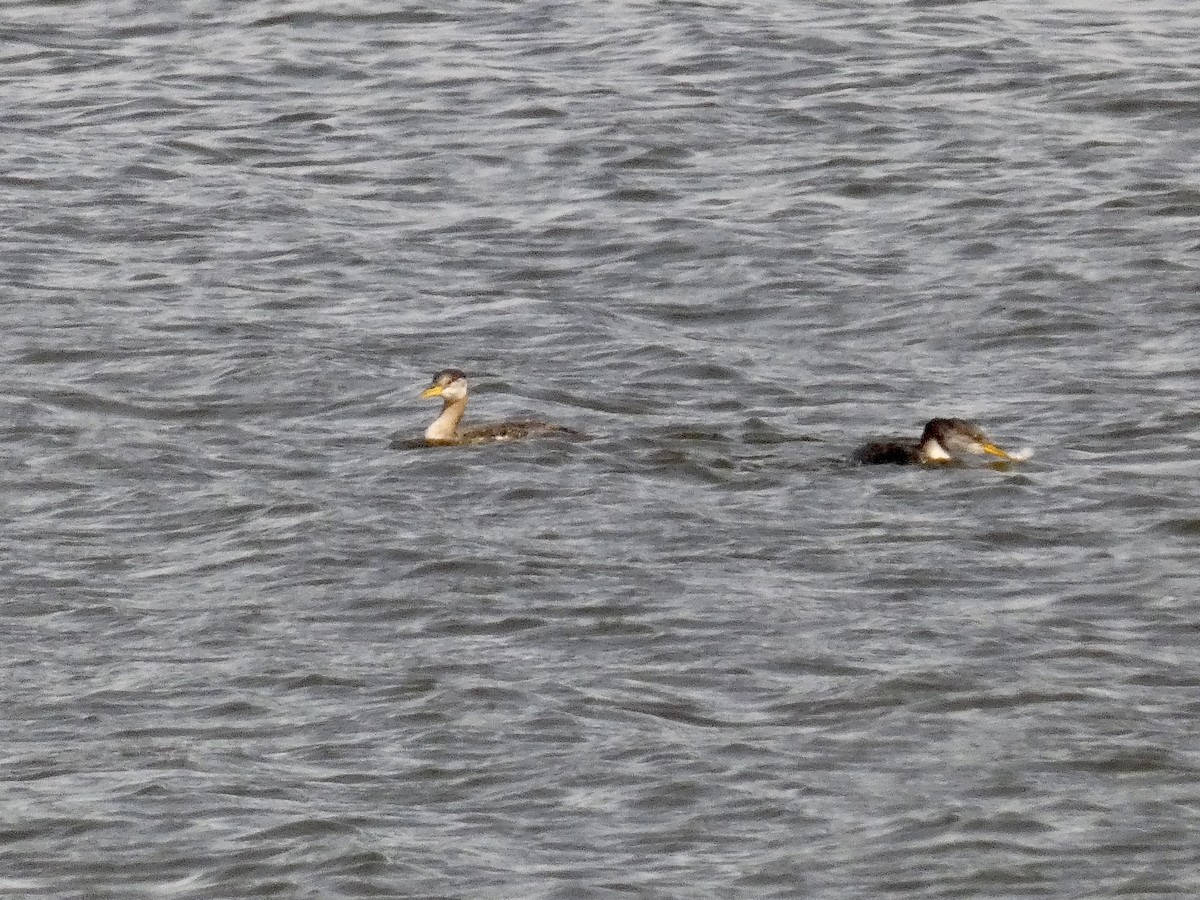 Red-necked Grebe - ML497336391