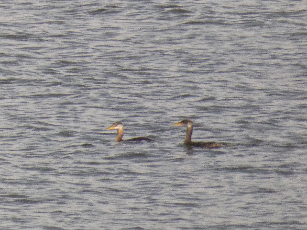 Red-necked Grebe - ML497336401