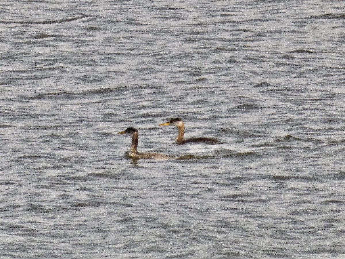 Red-necked Grebe - ML497336411