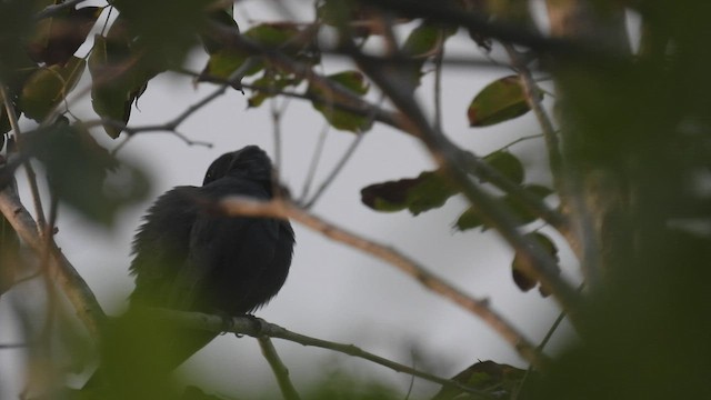 Wallacean Cuckooshrike - ML497338481