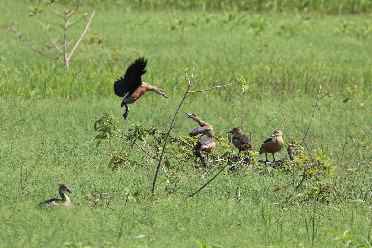 Lesser Whistling-Duck - ML497339611