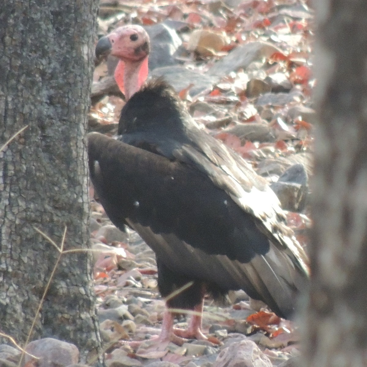 Red-headed Vulture - ML497339901