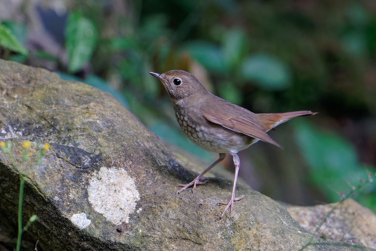 Rufous-tailed Robin - ML497339941