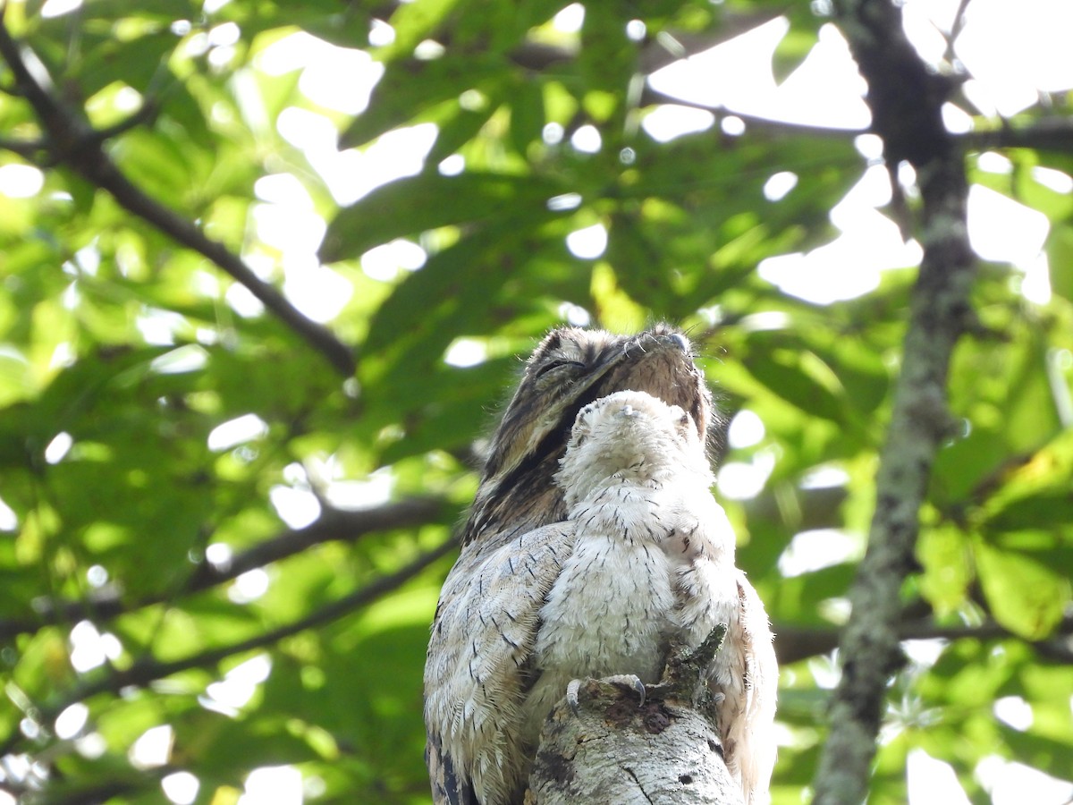 Common Potoo - Andrés Olmos Sánchez