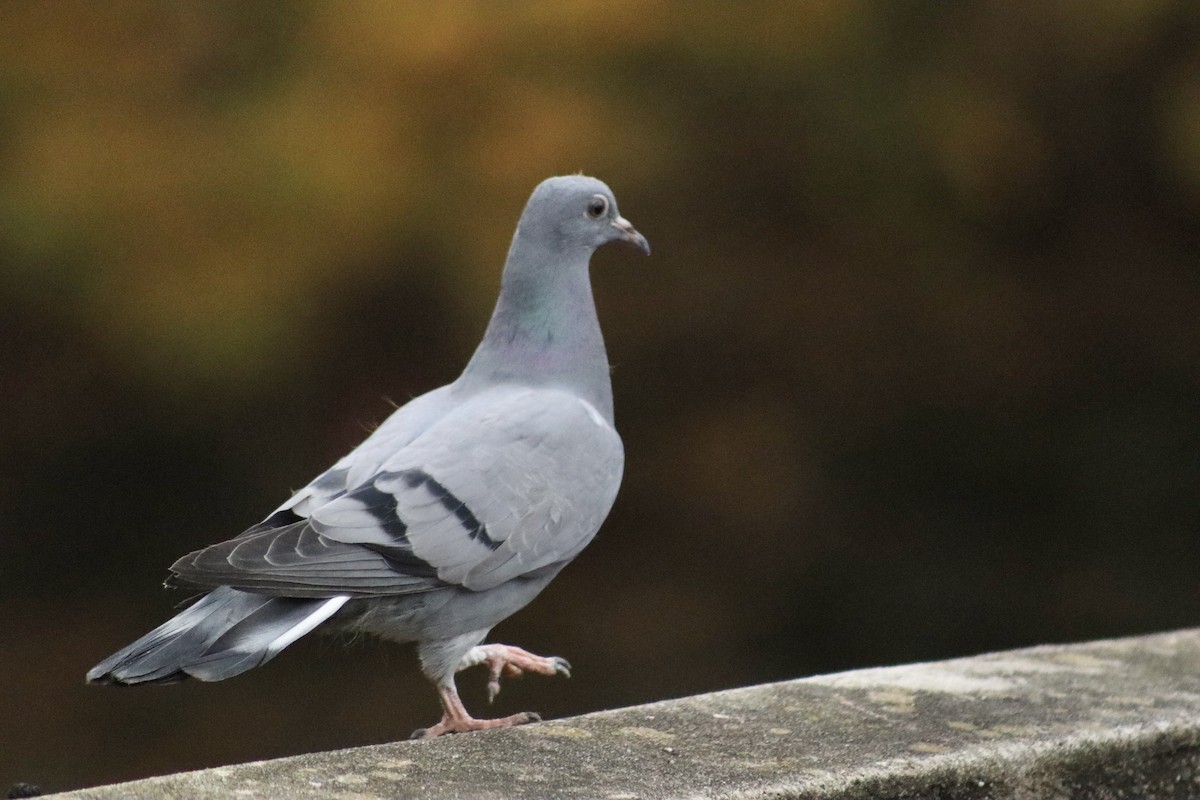 Rock Pigeon (Feral Pigeon) - Trevor Stutzman