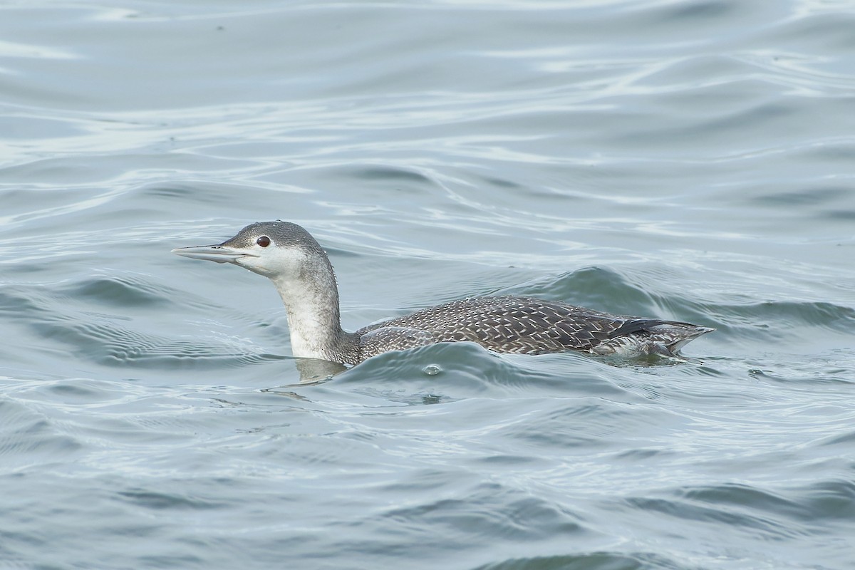 Red-throated Loon - ML497342251