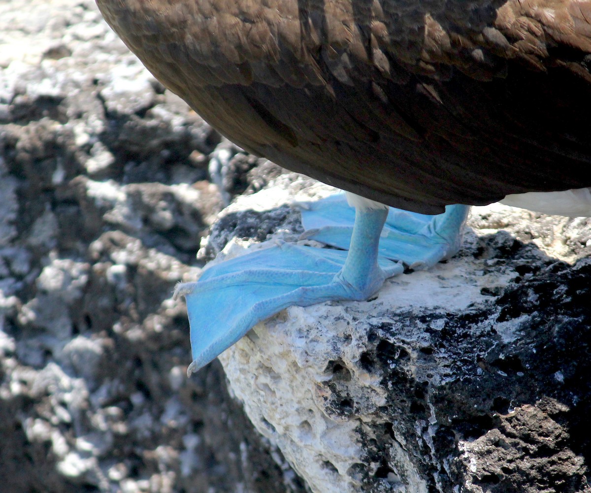 Blue-footed Booby - ML497342711