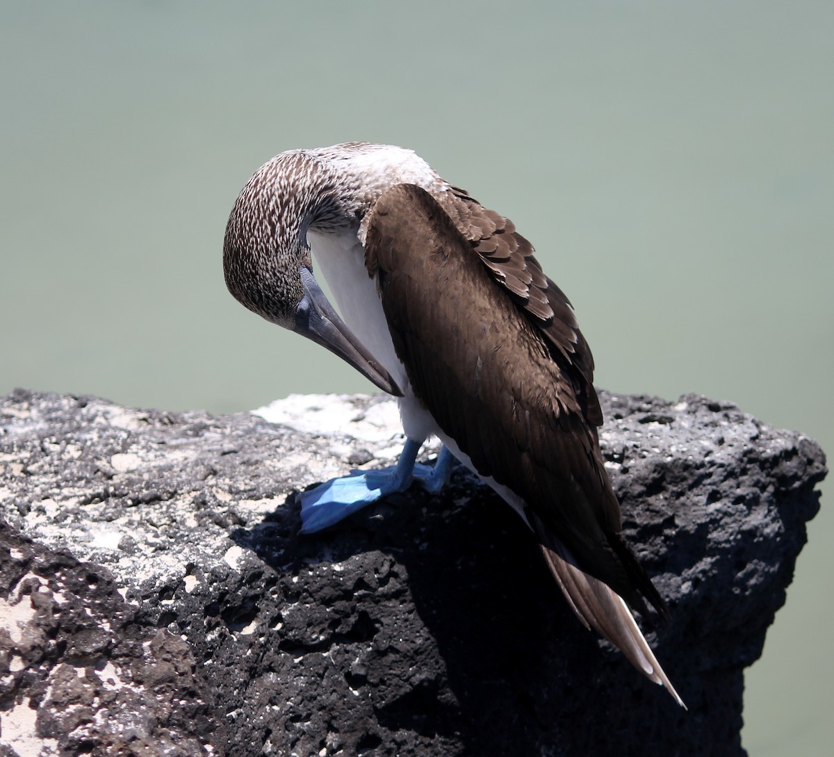 Blue-footed Booby - ML497342851