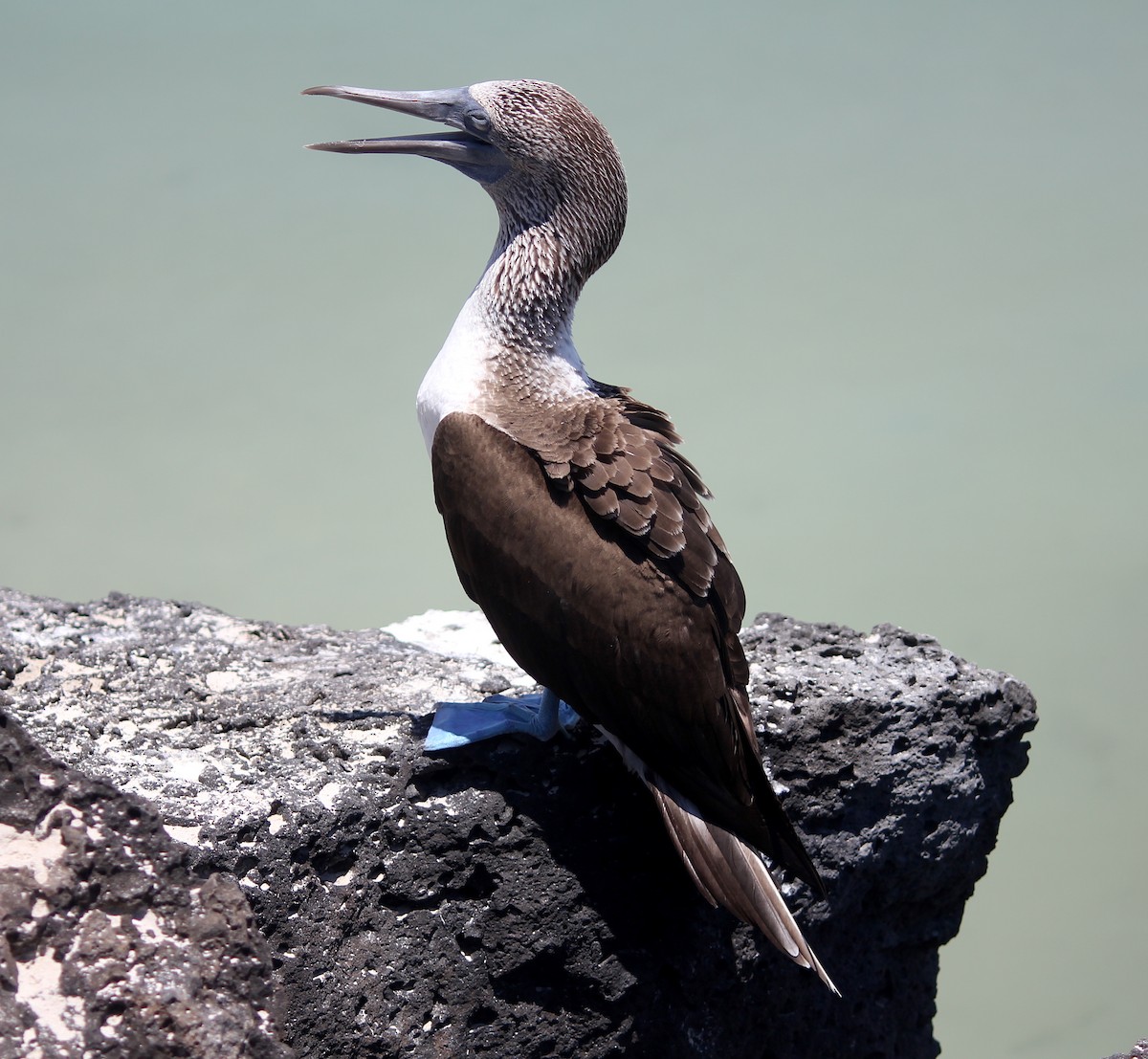 Blue-footed Booby - ML497342861