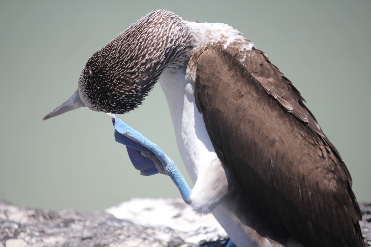 Blue-footed Booby - ML497342871