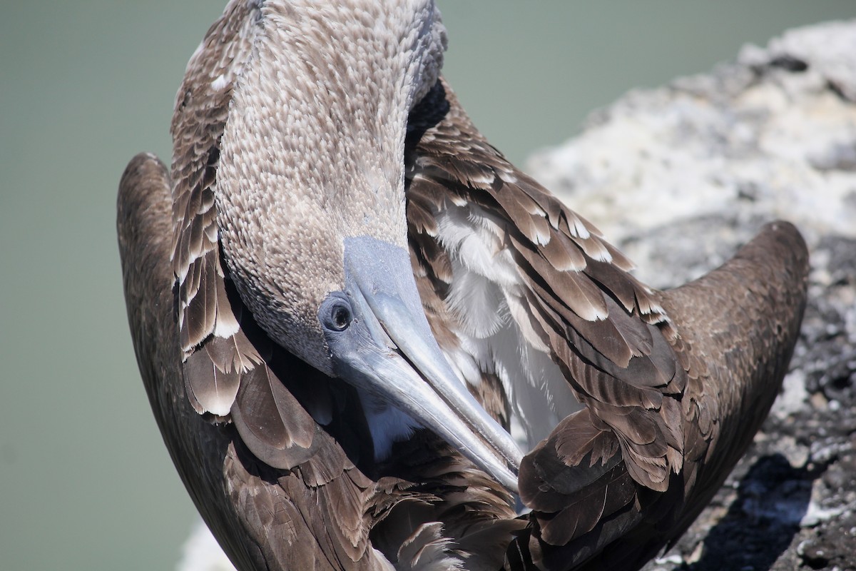 Blue-footed Booby - ML497342891