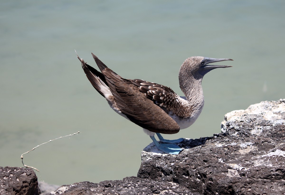 Blue-footed Booby - ML497342971