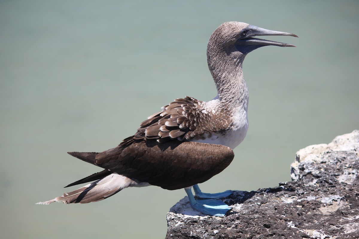 Blue-footed Booby - ML497342981