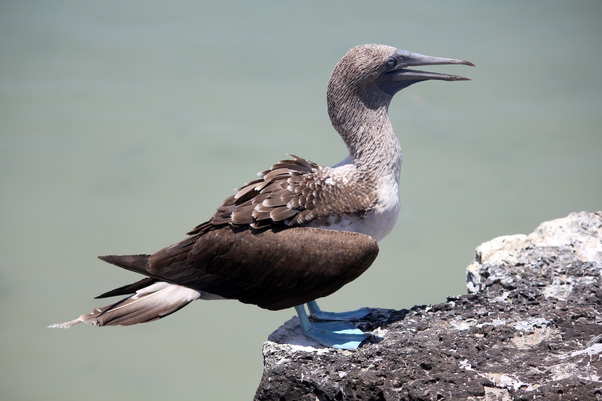 Blue-footed Booby - ML497342991