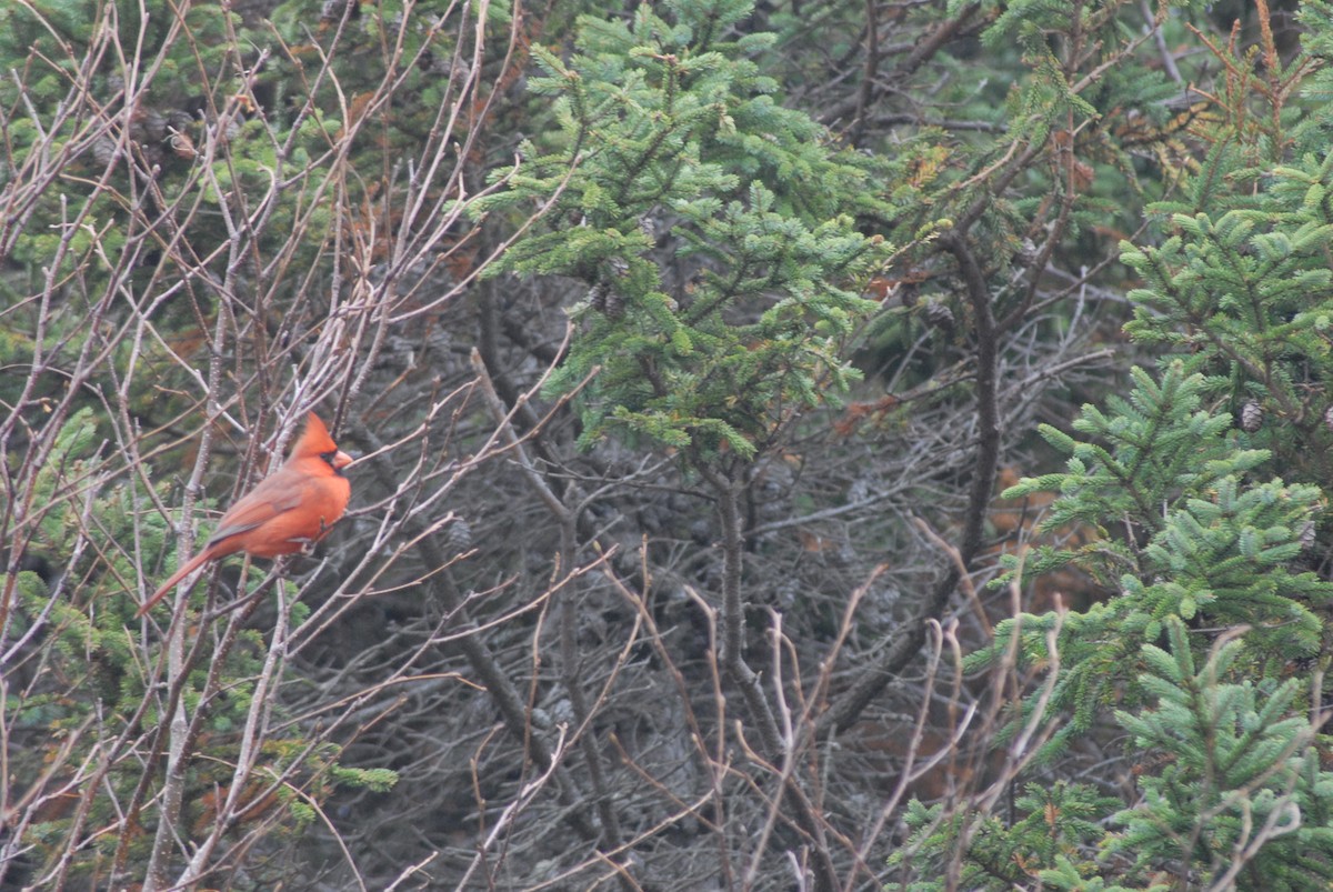 Cardinal rouge - ML497343171