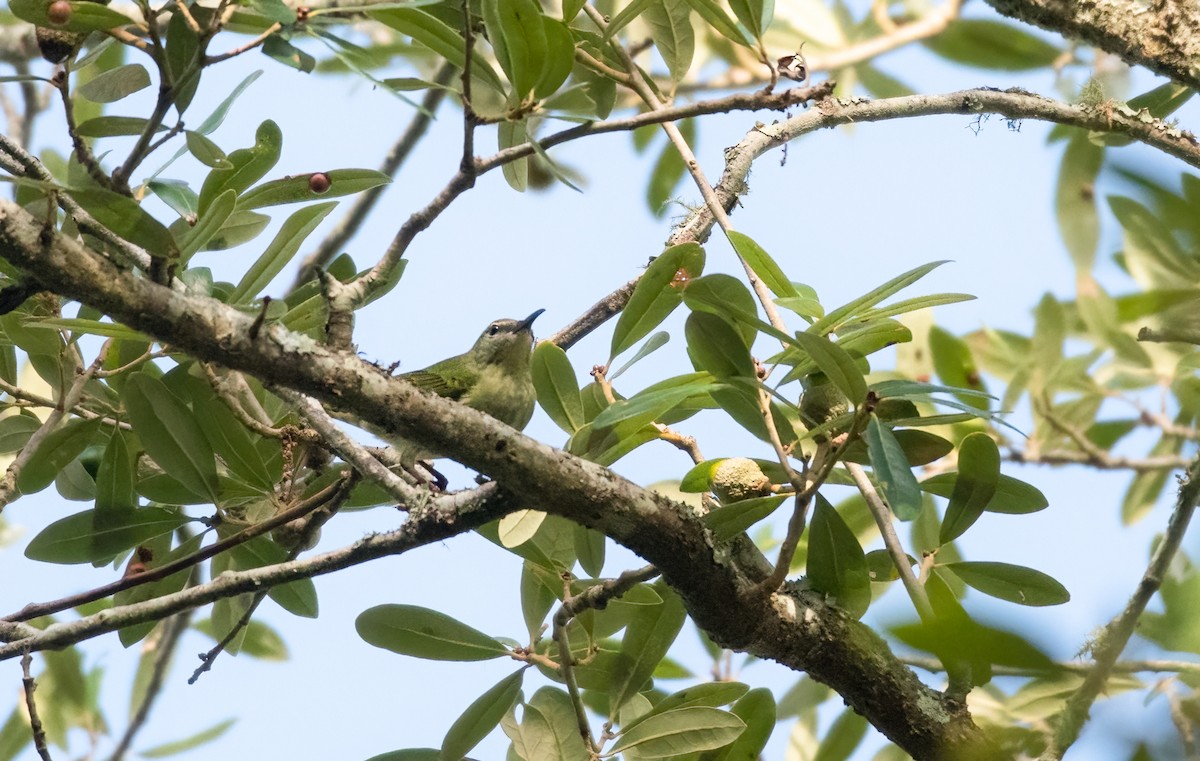 Red-legged Honeycreeper - ML497343211