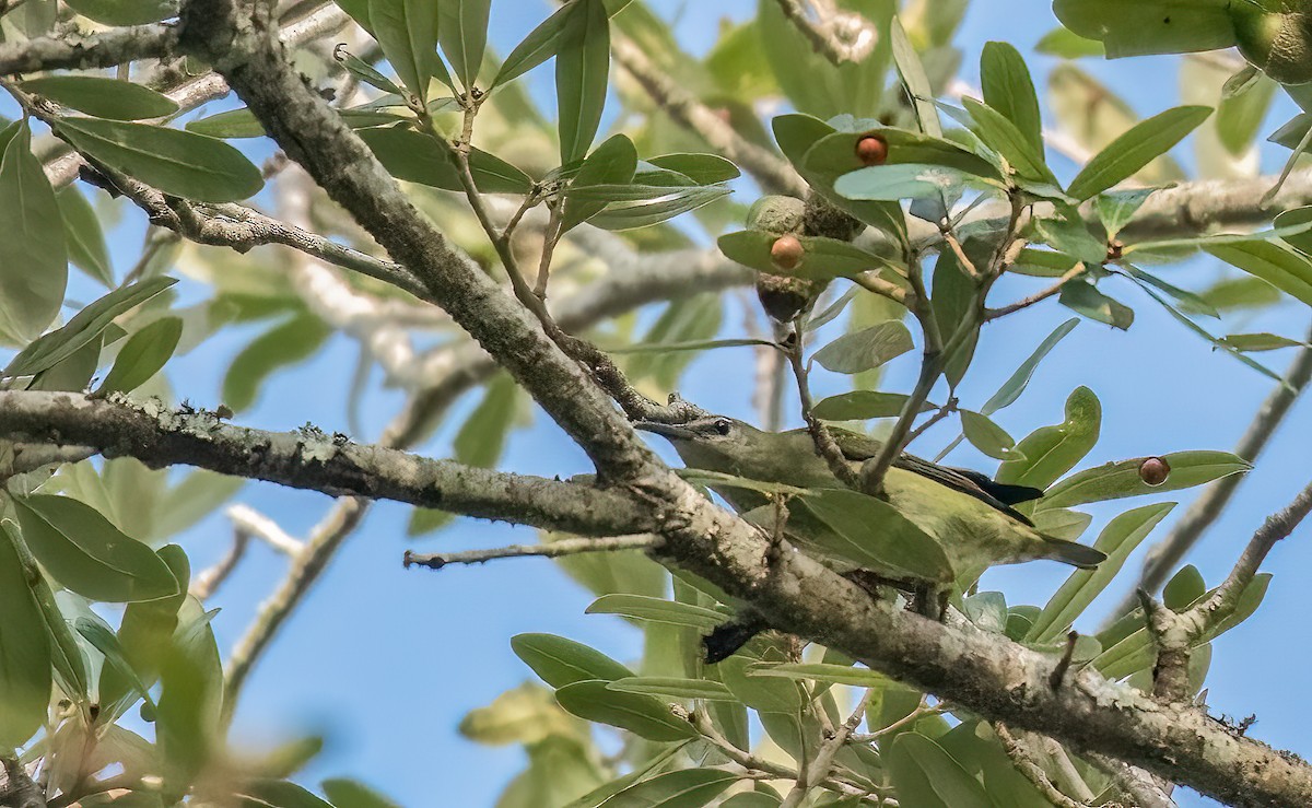 Red-legged Honeycreeper - ML497343221