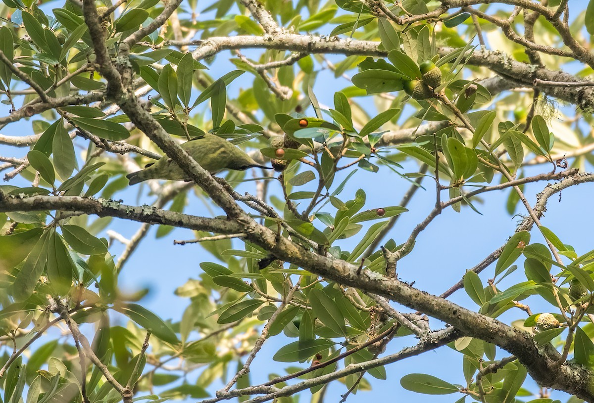 Red-legged Honeycreeper - ML497343241