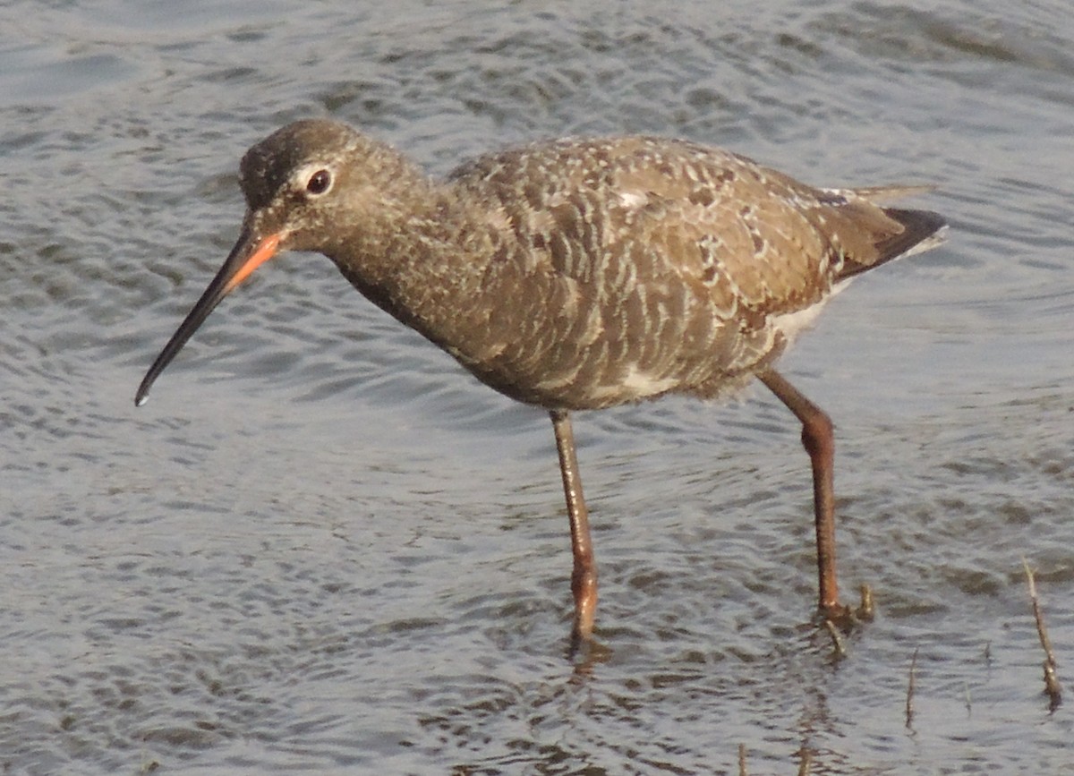 Spotted Redshank - ML497343571