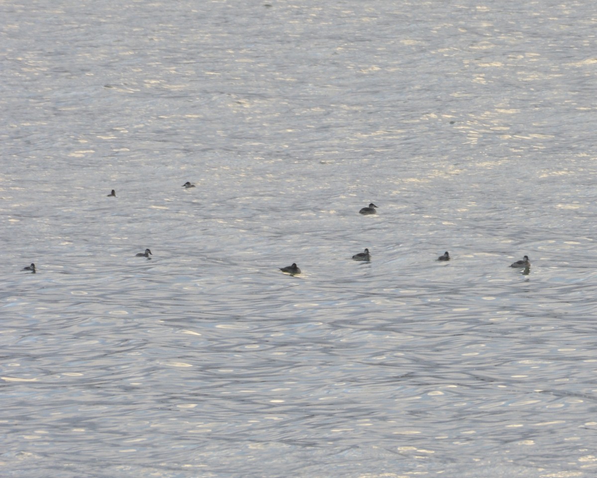 Ruddy Duck - ML497343891