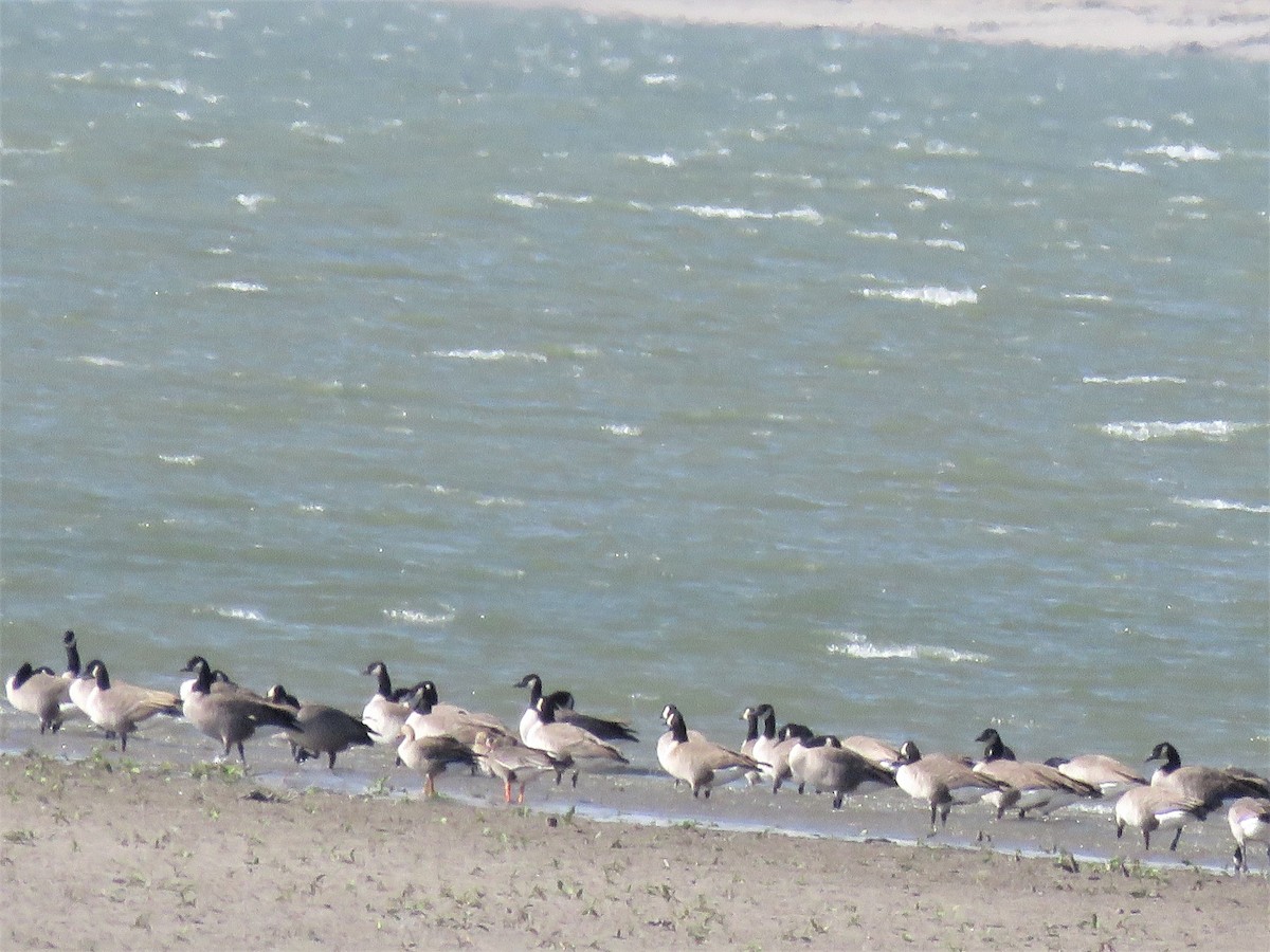 Greater White-fronted Goose - Kathy Eklund