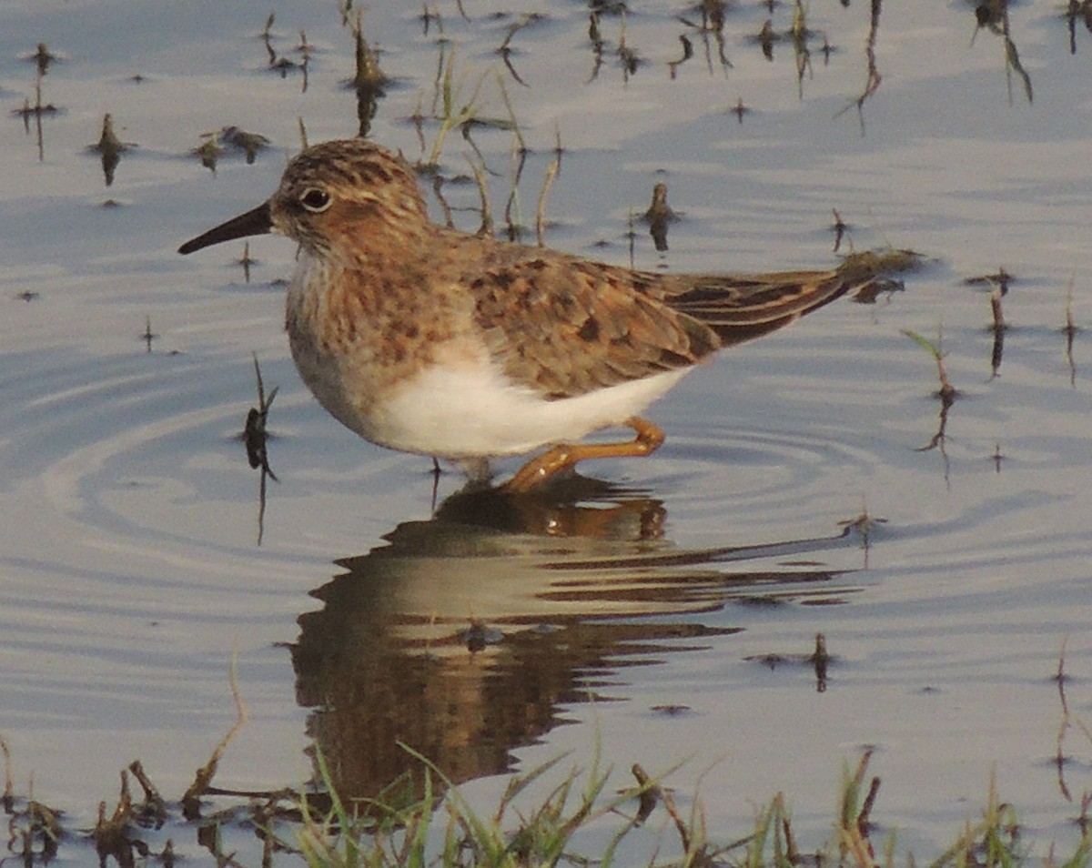 Temminck's Stint - Mark Easterbrook