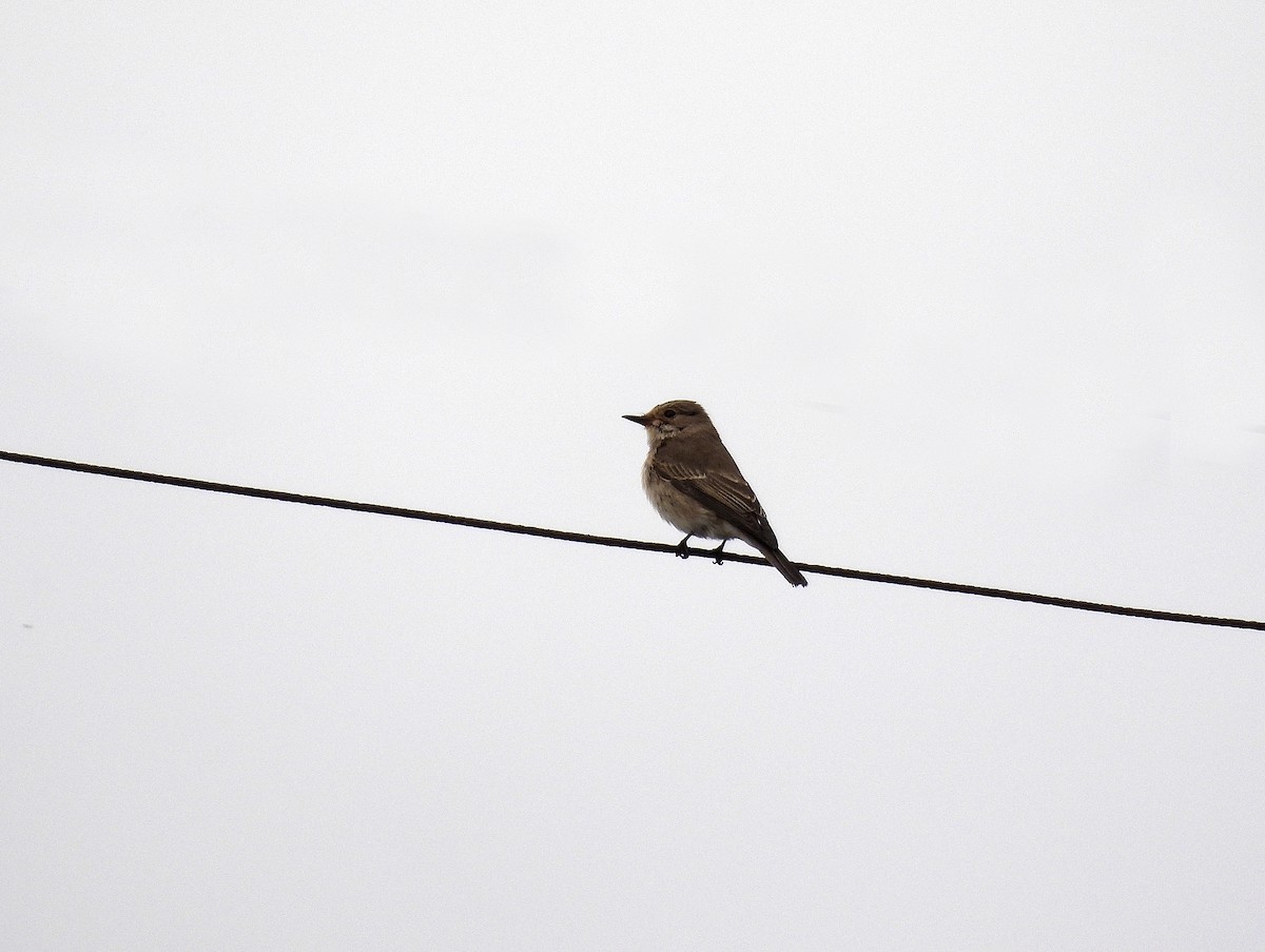 Spotted Flycatcher - ML497345241