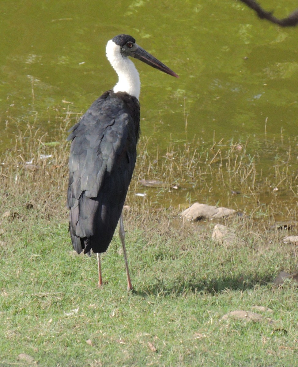 Asian Woolly-necked Stork - ML497345381