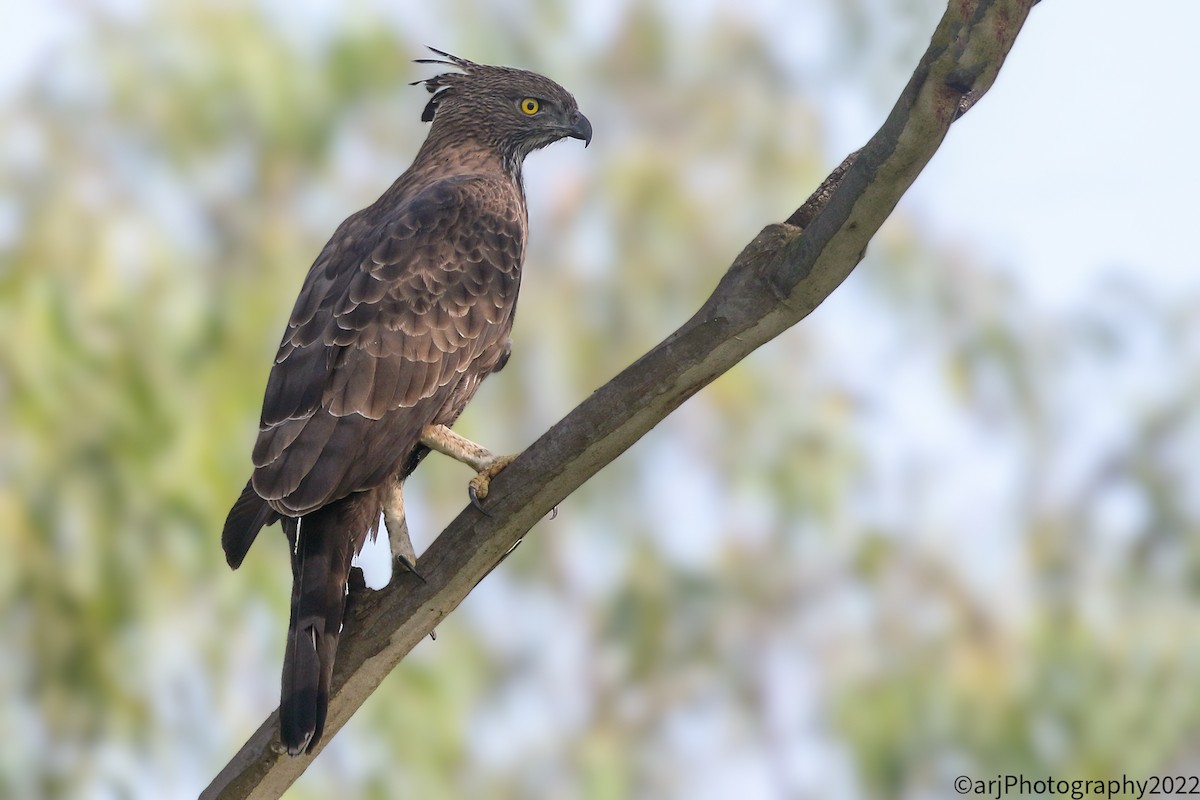 Changeable Hawk-Eagle - Rahul  Singh