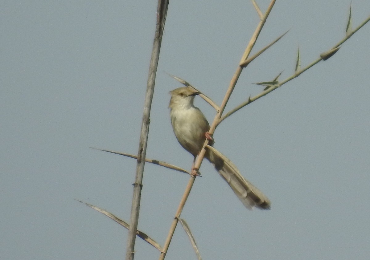 Prinia Sencilla - ML49734581