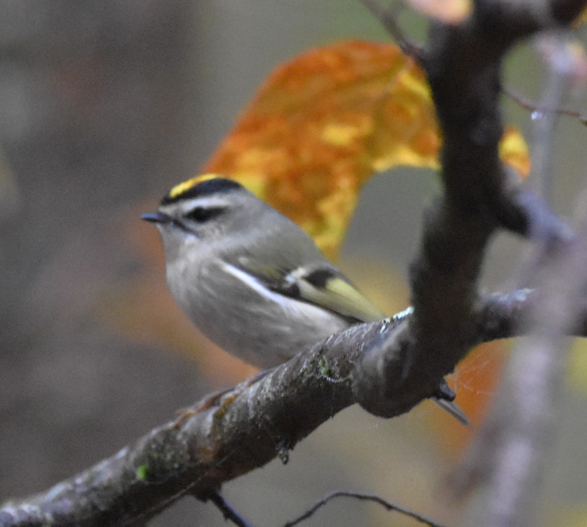 Golden-crowned Kinglet - ML497349451