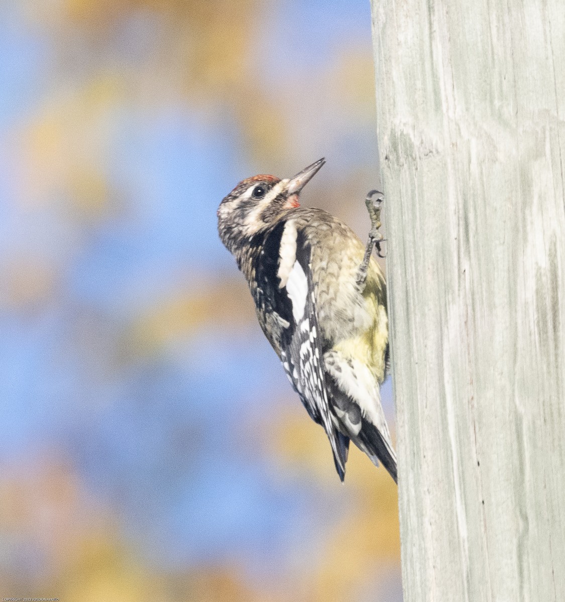 Yellow-bellied Sapsucker - ML497349601