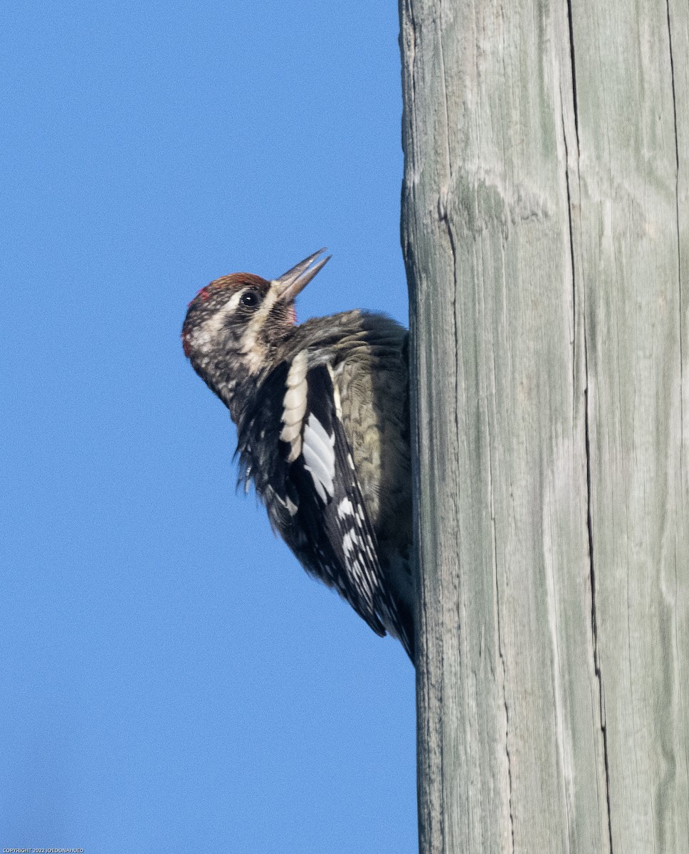 Yellow-bellied Sapsucker - ML497349611