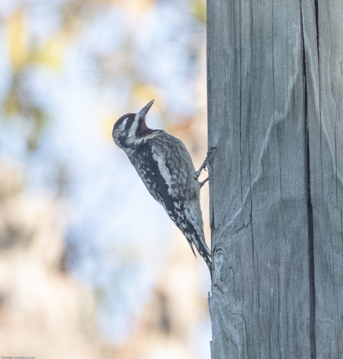 Yellow-bellied Sapsucker - ML497349621